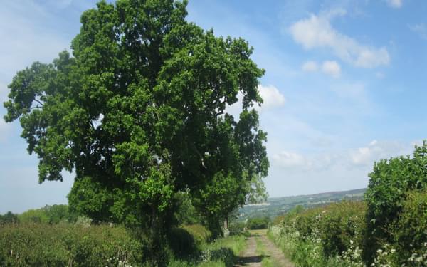 Footpath through the Ribble Valley