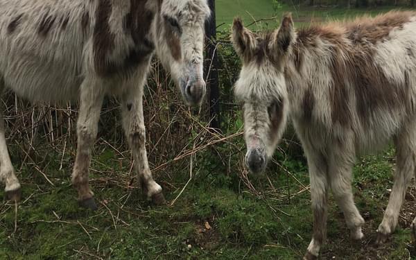 A couple of my New Forest walking companions