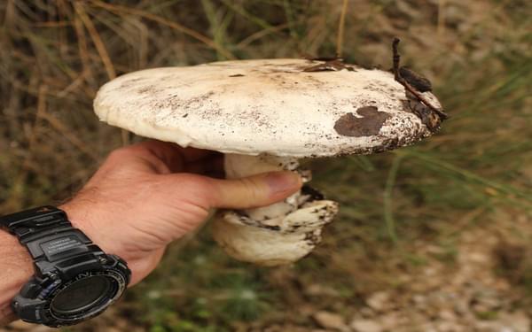One of many large mushrooms found after prolonged rain and hail