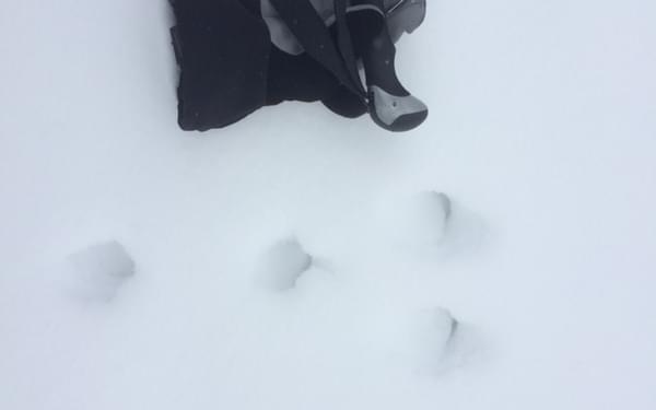 Animal tracks are fun to discover in the snow. Here a rabbit or hare tracks can be seen, traveling from the left of the photo to the right