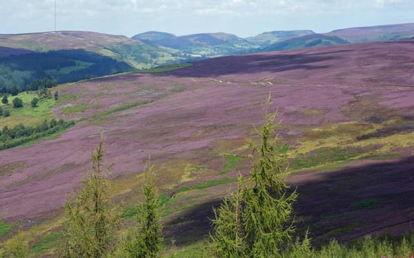 The North York Moors – a study in purple around Bilsdale