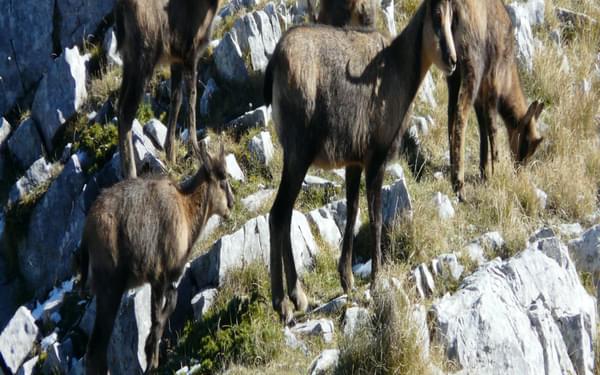 Apennine Chamois At The Head Of The Val Di Rose In The Abruzzo National Park