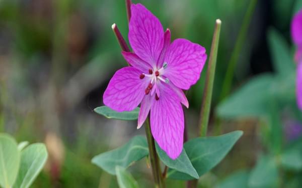04 Niviarsiaq, or broad-leaved willow-herb, is Greenland’s national flower