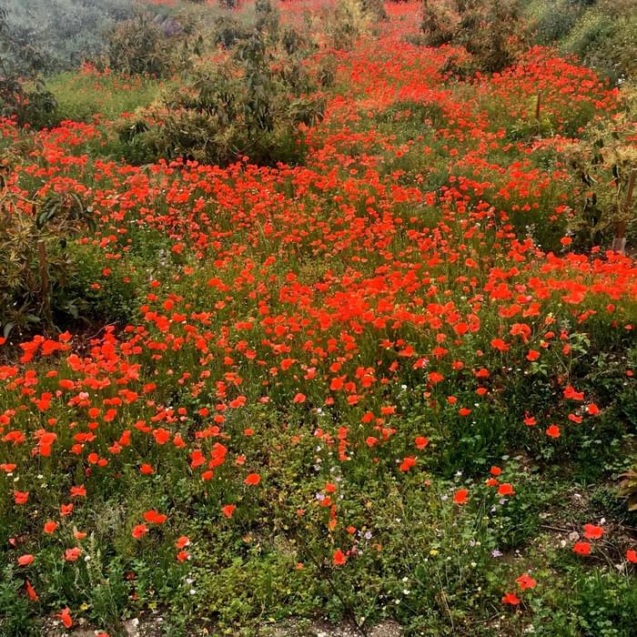Sea of poppies