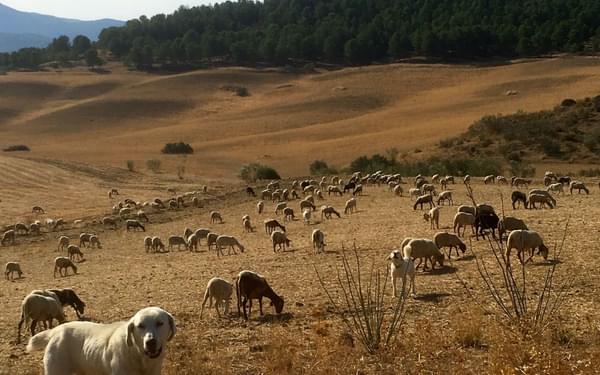 Sheep dog minds his flock in the campina