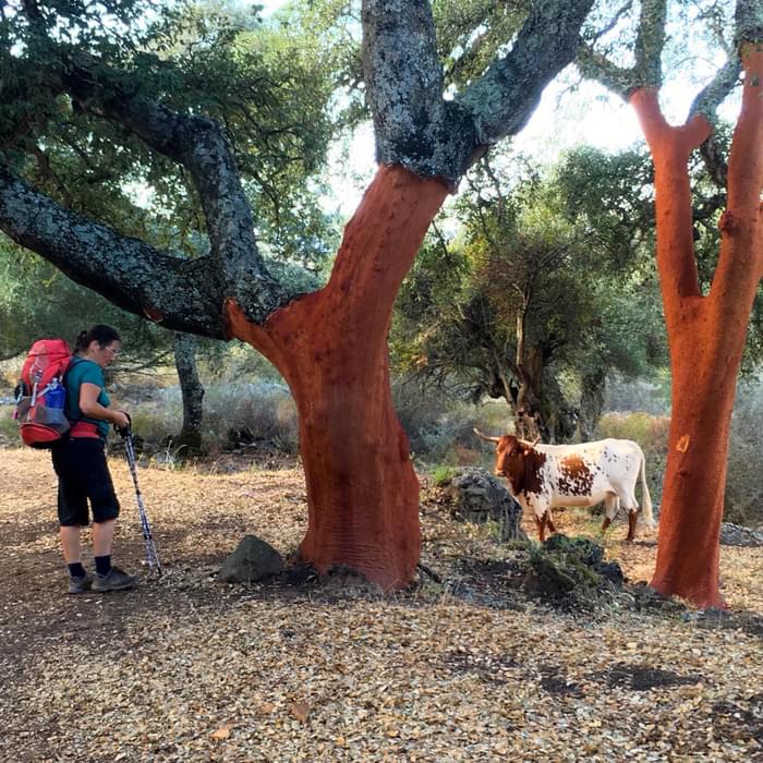 With the cattle in the cork oak forests