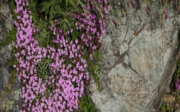 Kitadake15 Five-ribbed thyme (Thymus quinquecostatus) alpine flowers in bloom