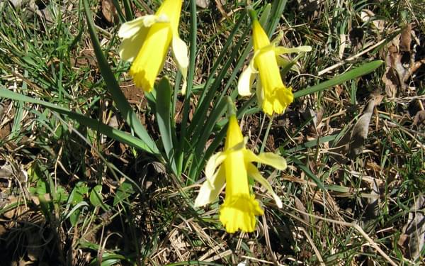 Alpine daffodils