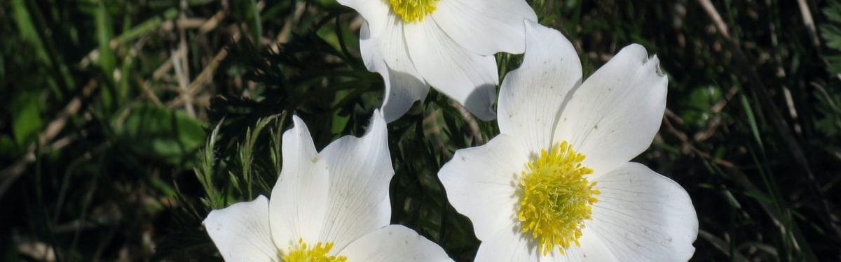 Pulsatilla anemones