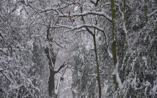 Bush Wood in winter