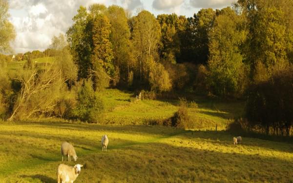 Sheep pasture by Wignall Brook, below Lawford