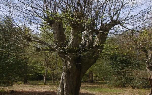 The hornbeam pollard is a staple of Epping Forest management