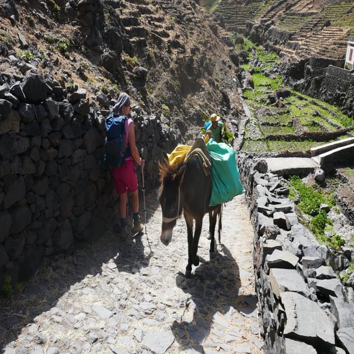 4-15 In Santo Antao, donkeys are used to transport crops down steep tracks