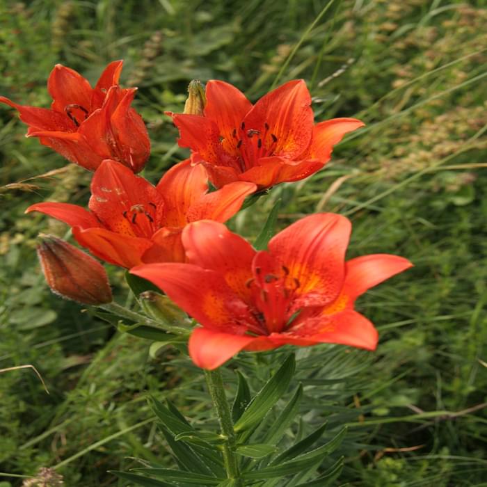 Brilliant Orange Lilies On Monte Baldo