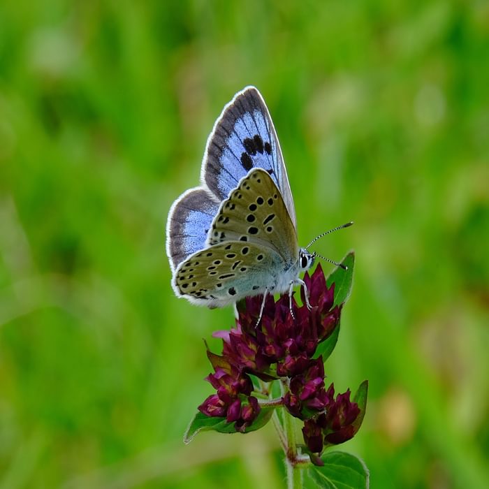 Large blue (butterfly)