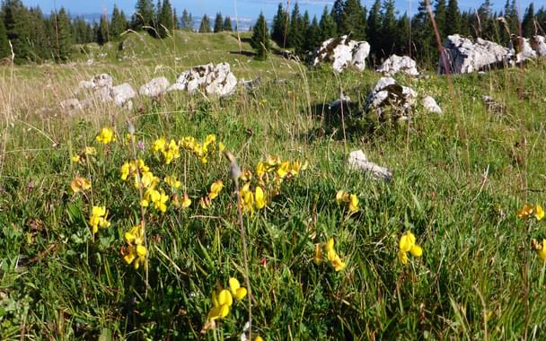 Wildflowers on the Jura