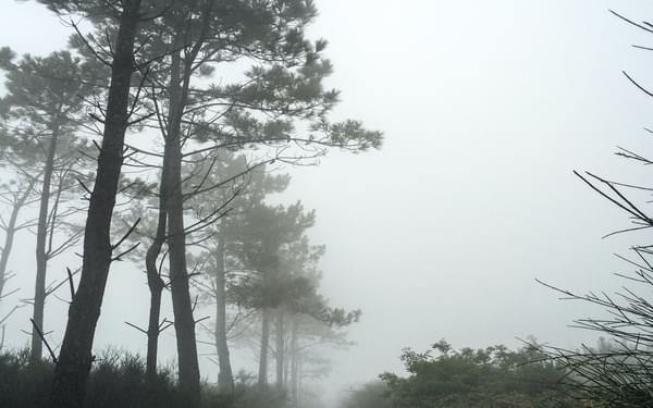 Primitivo Fog