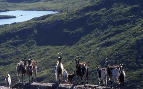 Goats on Craignaw, with Loch Enoch 04