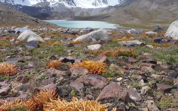 Resilient plants at 4600m