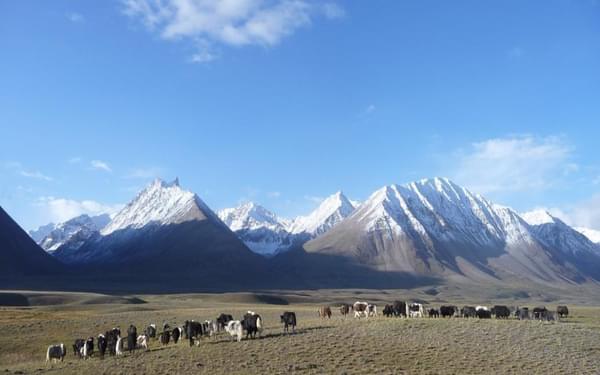 Yaks bask in the morning sun with the Hindu Kush in the background