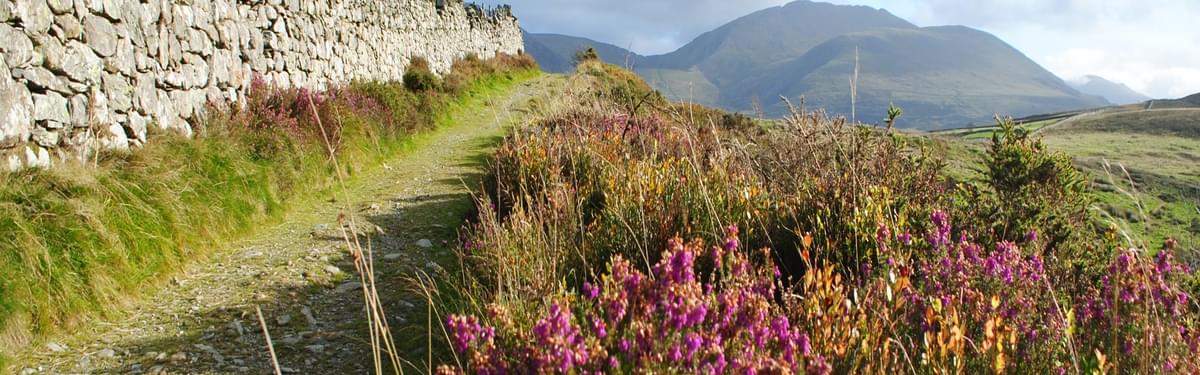 Blooming Heather In Moel Y Ci With The Glyderau Rising In The Distance