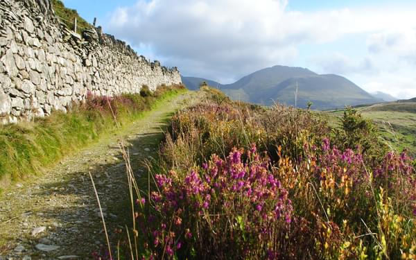 Blooming Heather In Moel Y Ci With The Glyderau Rising In The Distance