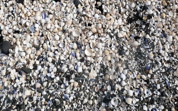 Seashell beach