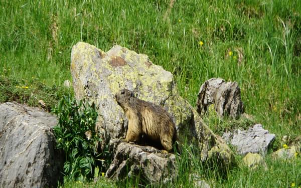 A curious yet cautious marmot