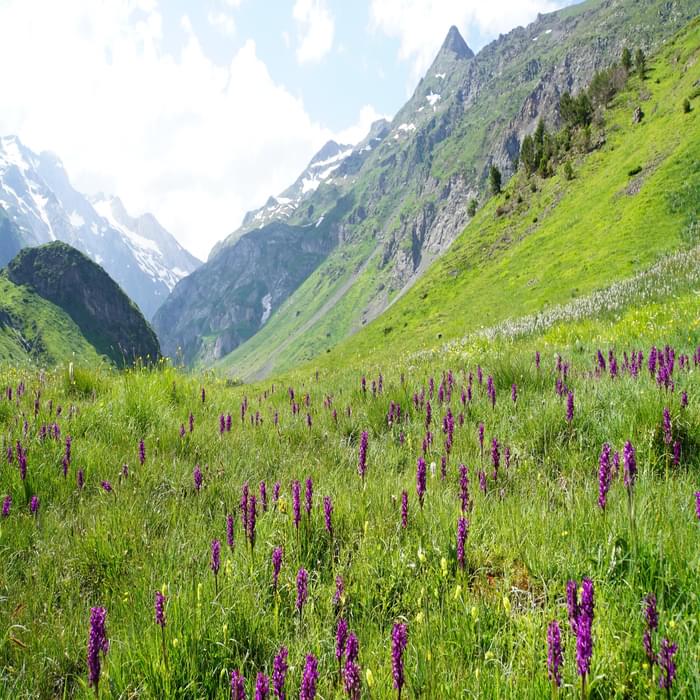 Orchids on the way to Lac du Barrage d’Ossoue