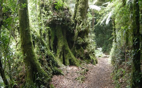 A classic scene along the Border Track, with tree ferns colonising old booyong trees with  buttress roots