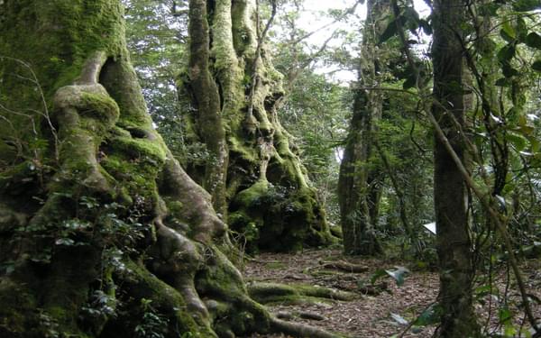 A classic stand of Antarctic beech trees on the Border track between Binna Burra and  O’Reilly’s