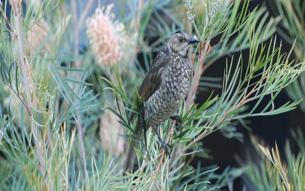 A female Regent Bowerbird in fresh Spring plumage