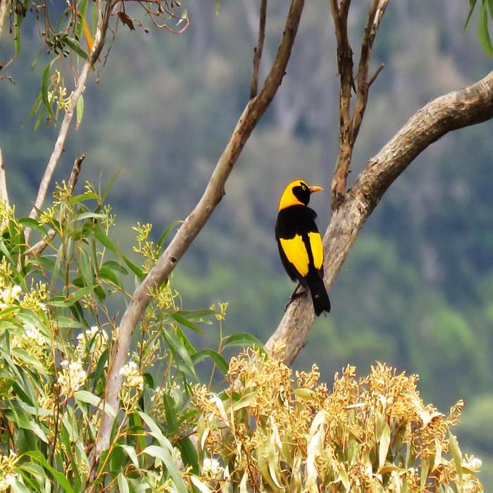 A stunning male Regent Bowerbird, one of the most distinctive birds in Australia