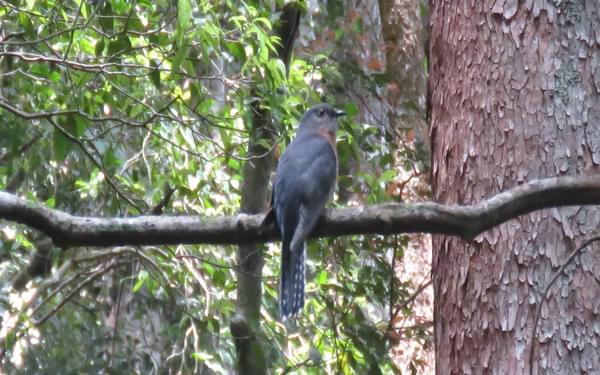 Fan-tailed cuckoos are common in wet eucalypt forest, often singing from exposed perches