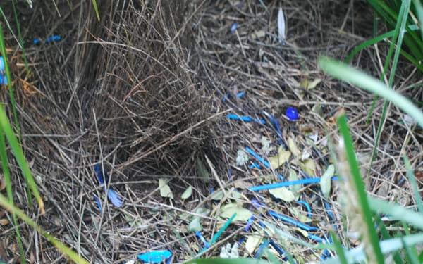 The bower of a male satin bowerbird, a rainforest specialist which attracts females by  decorating the bower and its approaches with a variety of mainly blue objects