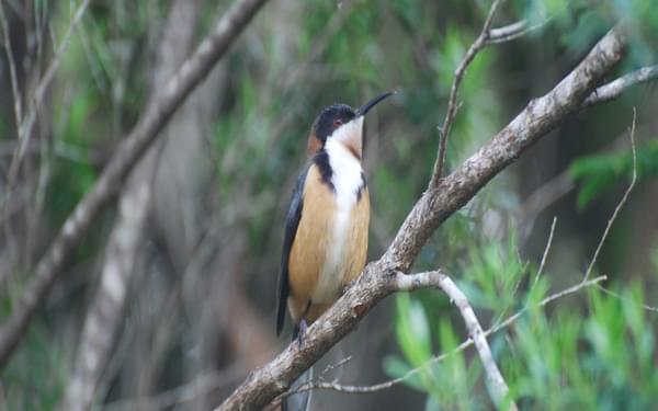 The distinctive Eastern Spinebill, a typical rainforest honeyeater, specialised in extracting nectar from flowers with its long downcurved bill