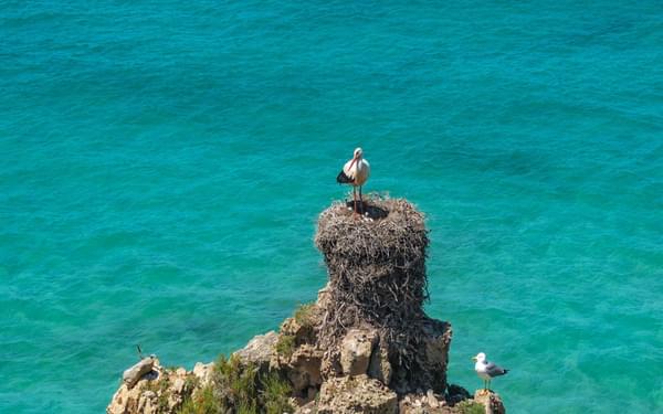 Storks build cumbersome nests right on the cliff edge