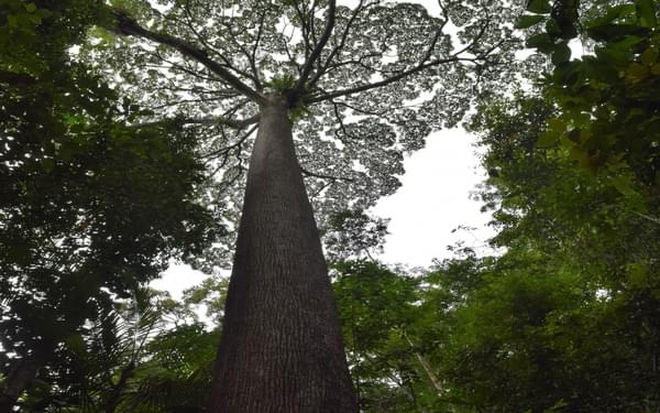 A giant of the lowland rainforest