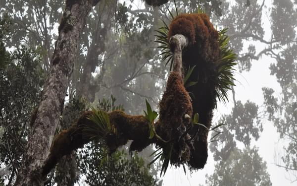 Epiphytic ferns and orchids adorn the mossy trees