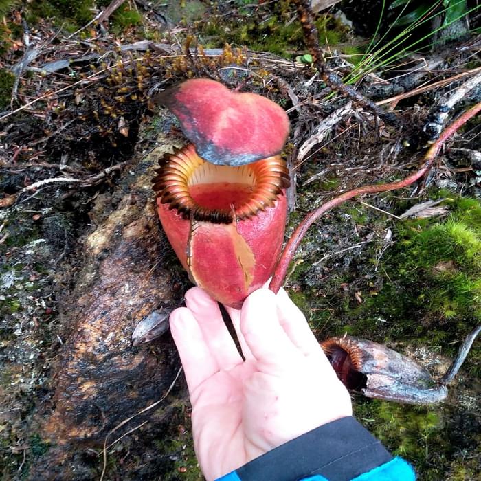 Nepenthes Villosa insectivorous pitcher plant – endemic to Kinabalu Park