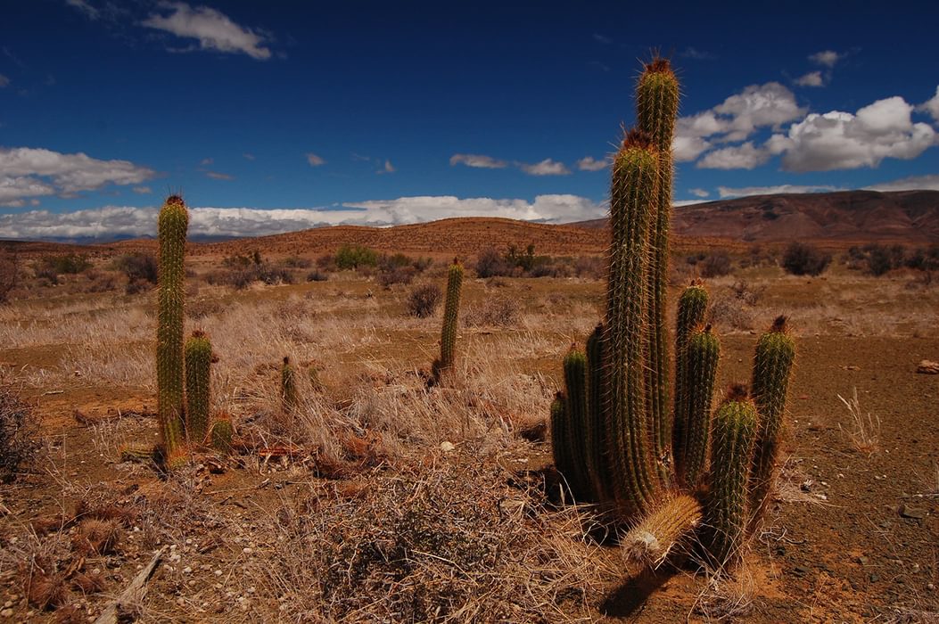 Cacti