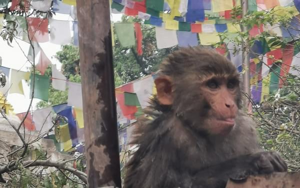 A monkey at Monkey Temple, Kathmandu