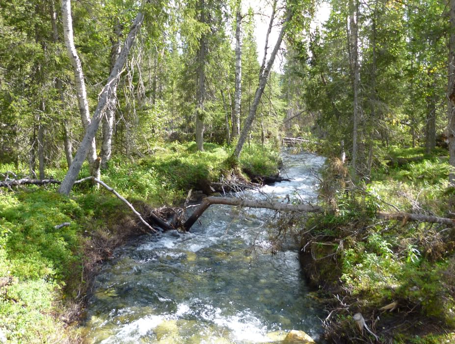 Birch forest