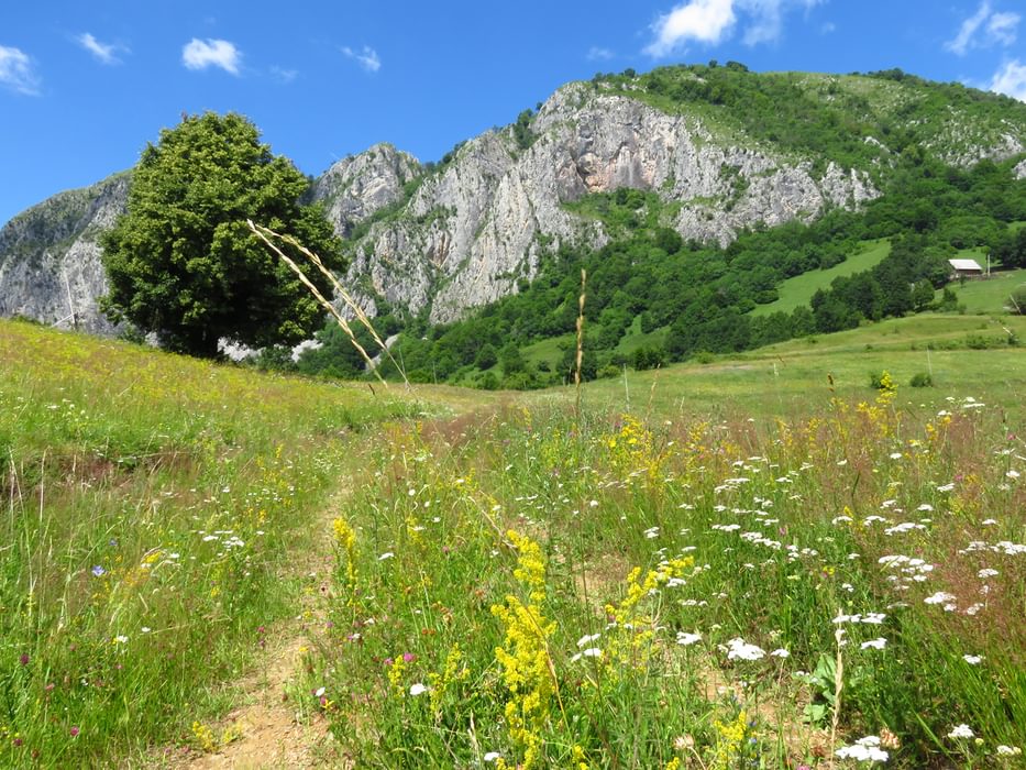 Trascău Mountains