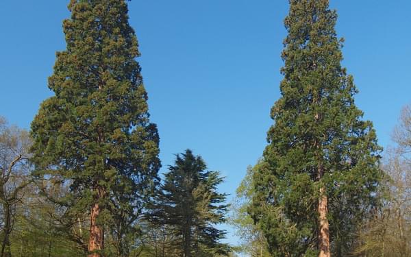 giant Redwoods