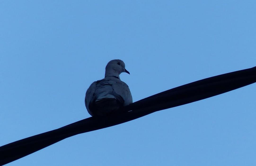 bird on a wire