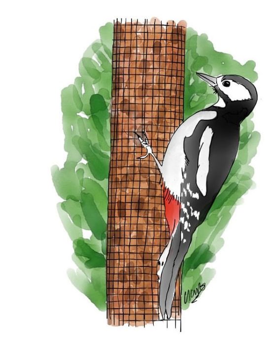 great spotted woodpecker