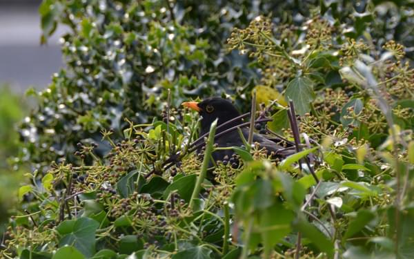 Blackbird in a garden in Cumbria