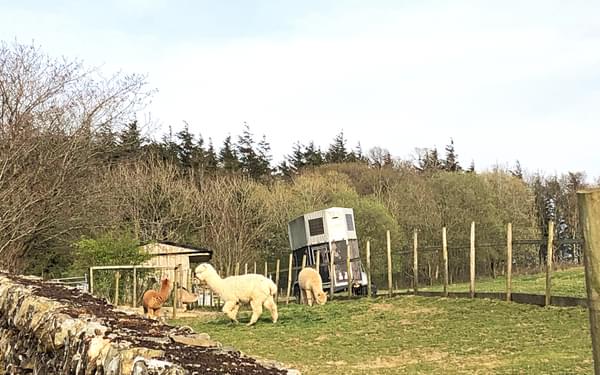 Alpacas in Cumbria