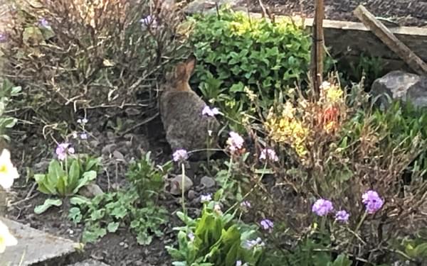 Rabbit caught in the act
